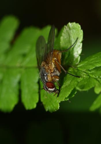 Réf. 301 316 : Phaonia rufiventris
